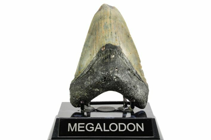 Fossil Megalodon Tooth - North Carolina #361689